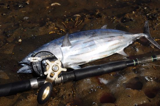 TESTED: Fin-Nor Offshore OFC16H casting reel